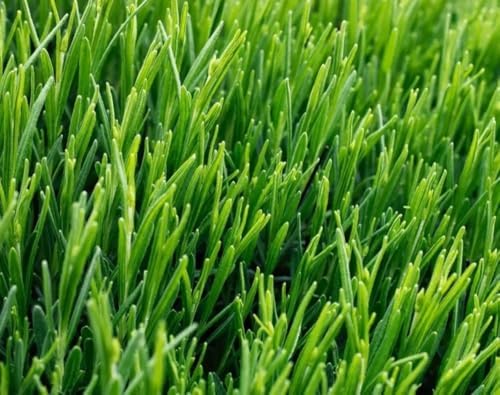 Creeping BentGrass Seeds, 1 Pound Pack of Pure Seeds by Seeds2Go by Seeds2Go
