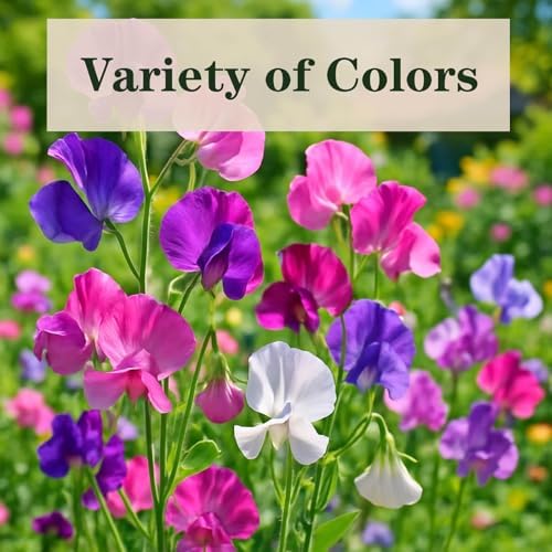 600+ Sweet Pea Seeds, Fragrant Flowering Vines for Trellis & Garden Beds - Image 4