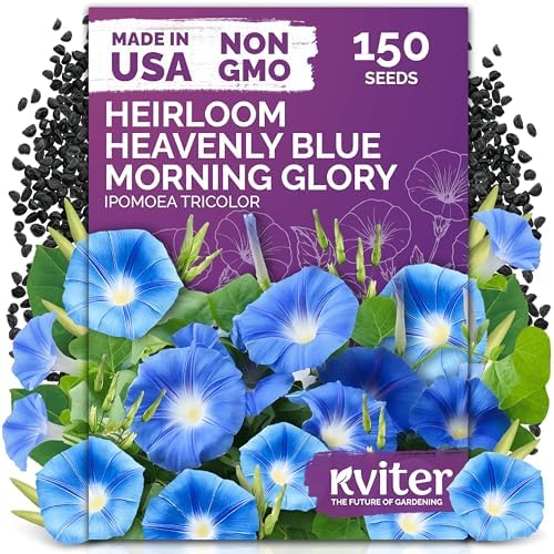 150 Heavenly Blue Morning Glory Heirloom Flower Seeds, Ipomoea Tricolor by KVITER