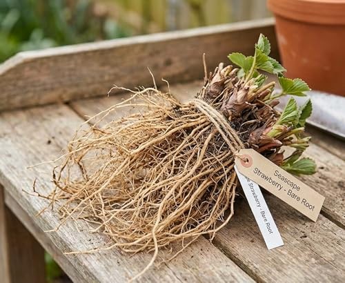 12 Seascape Strawberry Plants – Everbearing Strawberry Runners – Sweet, Large Red Berries – Cold Hardy, High Yield Strawberry Plants for Home Gardens (One Dozen Plants) by CZGrain