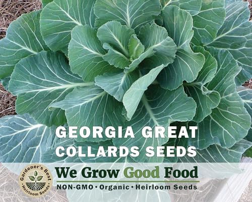 Collard Greens Seeds for Planting (Collards Jumb Combo, 1000, Count) - Image 3