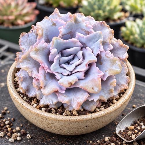 Echeveria 'Crispate Beauty' 4 Inch Bare Root Live Succulent Plant - Image 5