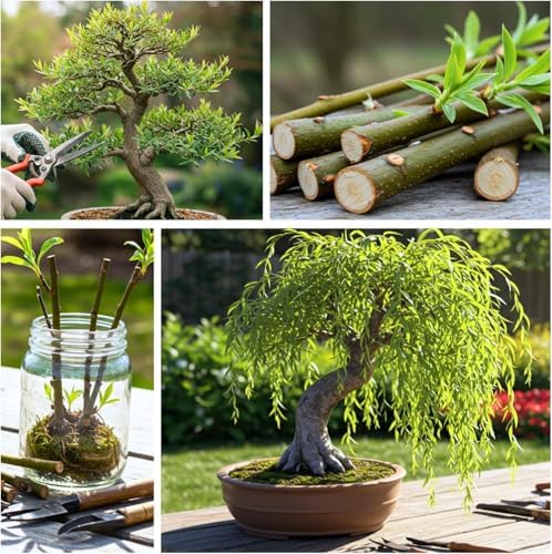 Dwarf Weeping Willow Bonsai Tree Cutting – Live Weeping Willow Cutting for Growing Your Own Cascading Willow Bonsai Tree – Fast-Growing, Hardy, Easy to Grow - Image 3