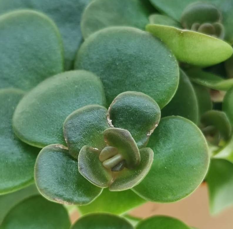 Variety of Peperomia Live Plant for Houseplant Tropical Shurb 4" Pot (Peperomia Hope Plant) - Image 3