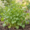 ZEshops 1000 Coriander Cilantro Seeds, Planting for Herb Gardens by ZEshops