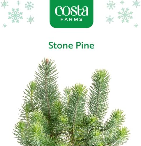 Costa Farms Stone Pine, Small Live Indoor Christmas Tree, 10-12 In. Tall - Image 4