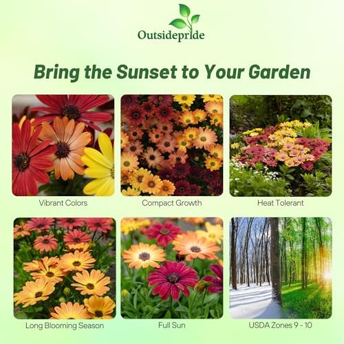 Outsidepride Sunset Mix Osteospermum African Daisy Seeds - 20 Pcs. Perennial Flower Seeds for Planting Outdoors with Long-Lasting Blooms, Drought-Tolerant, Easy to Grow for Sunny Gardens & Borders - Image 2