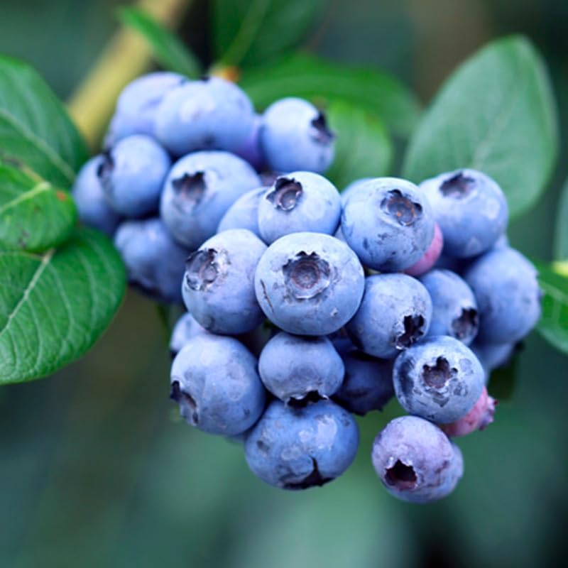 2 Highbush Blueberry Bushes Live Plants, Sweet Fruit Plant, 4-7 Inch Tall - Image 3