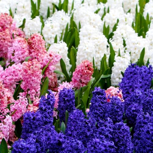 50 Mixed Hyacinth Bulbs – Fragrant Spring Flowers in Assorted Colors – Ideal for Beds & Containers – Bulk of Spring-Blooming Flowers – Easy Fall Planting - Plant in Gardens & Borders - Willard & May by WillardMay