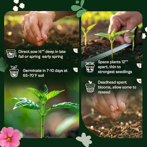 SVI 800 Bachelor Button Seeds for Planting (Centaurea cyanus) – Cornflower, Wildflower Mix Seed Packets – Heirloom Flower Seeds to Plant Outside in Garden, Borders, and Containers - Image 5