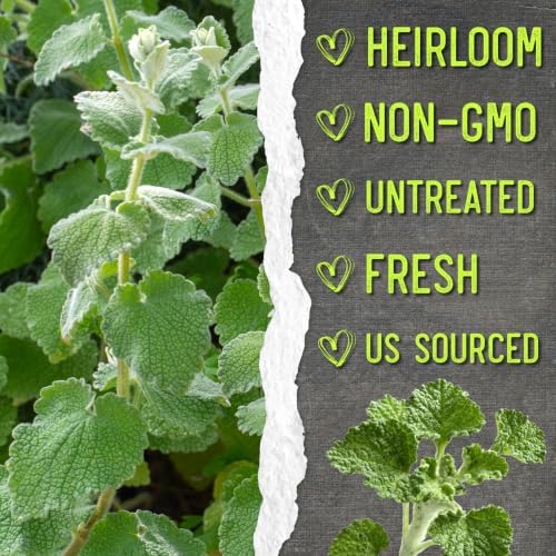 Seed Needs Horehound Seeds to Plant Non-GMO Heirloom Medicinal Herb XL Pack - Image 6