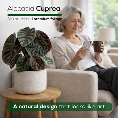 Alocasia Cuprea (4 Pack) Live Plant, Rare Indoor Alocasia, Metallic Leaf Elephant Ear, Tropical Houseplant Live, Starter Size Alocasia Plant, Exotic Foliage Houseplant for Home Decor Indoor Growing - Image 7