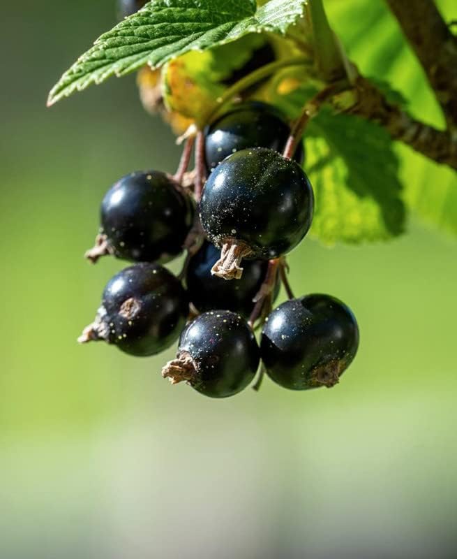 Black Currant Live Plant, Backyard Berry Shrub, 6-12 Inch Tall - Image 3