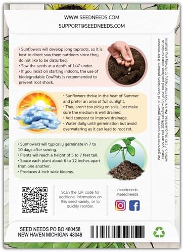 Seed Needs Italian White Sunflower Seeds to Plant Cut Flowers - 5 Packs - Image 2