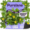 SVI 2500 Purslane Seeds (Portulaca oleracea) – Common Purslane, Verdolaga Seed Packets Bulk, Pigweed, Succulent Grow – Heat & Drought Tolerant Heirloom Herb Seeds, Indoor Herb Garden & Outdoor Garden by SVI