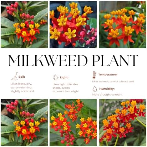 3 Red Milkweed Live Plants, Hardy Milkweed Shrub, 4-9 Inches - Image 4