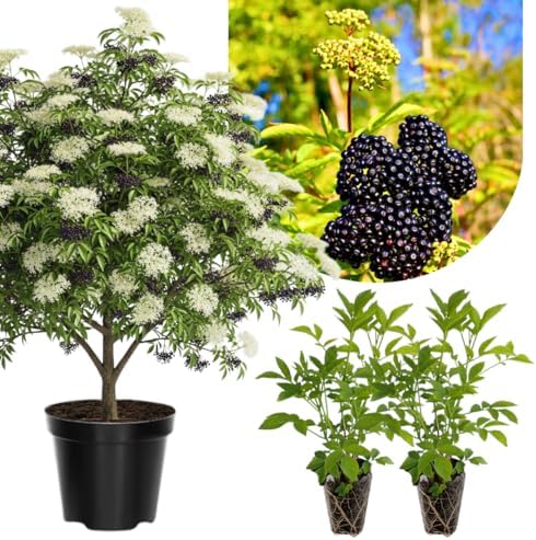 2 Black Elderberry Plants Live, Cold Hardy Berry Bush, 6-12 Inch Tall by GardenNurserySince1996