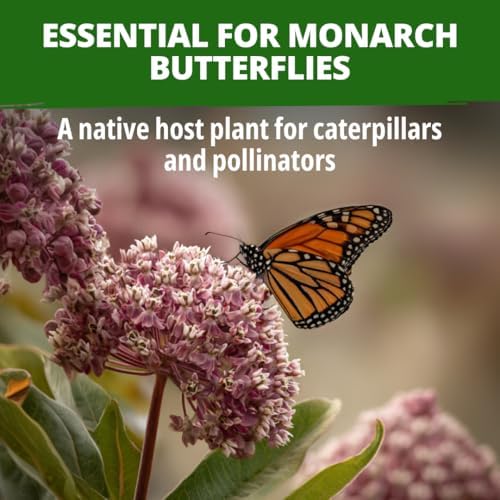 HOME GROWN Common Milkweed Seeds, 150 Seeds, Asclepias syriaca - Image 2