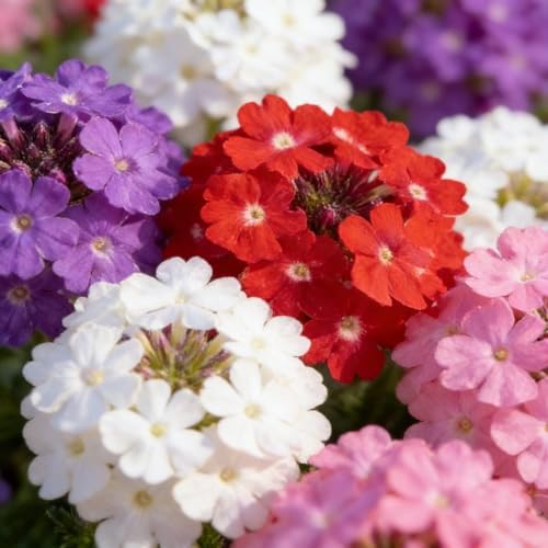 CarpetC 200+ Verbena Seeds for Planting, Perennial Flower Ground Cover, Drought Tolerant with Long Blooms, Attracts Pollinators for Outdoor Garden, Borders, Containers & Hanging Baskets - Image 7