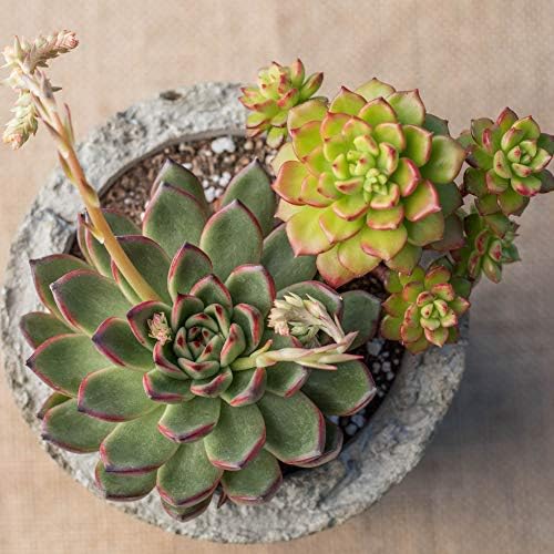 Echeveria Succulents Live Plants (3 Pack) - Image 3