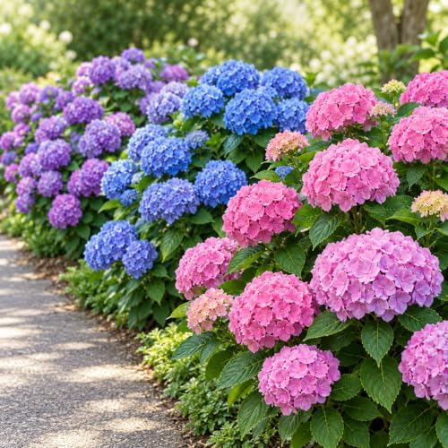 ZEshops 30 Hydrangea Seeds for Planting, Mixed Colors, Garden Shrubs by ZEshops