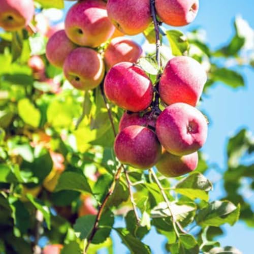 Pink Lady Live Apple Tree, Red-Yellow Color, 1 gal Nursery Pot (Unable to Ship to CA, AZ, AK or HI) - Image 3