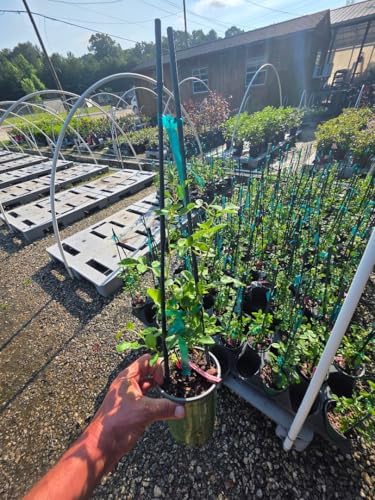 New Dawn Climbing Rose - Live Plant - (1 QT) - Image 3