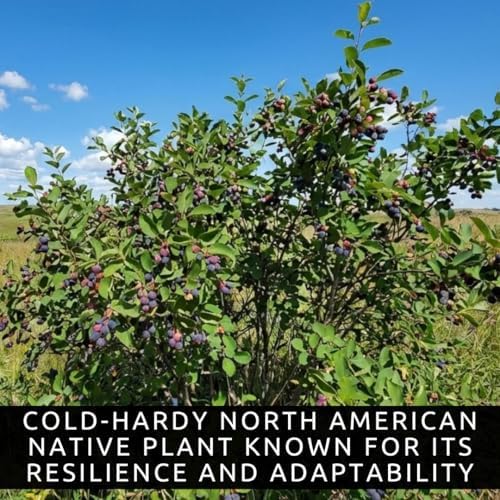 Serviceberry Bush Plants for Growing - Juneberry Bushes - Hardy Edible Berry Shrubs for Backyard Gardens, Pollinator-Friendly, White Flowers (5 Plants) - Image 2