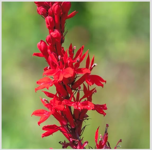 Red Cardinal Flower - Live Plant - Lobelia cardinalis - Vibrant Red Blooms, Attracts Hummingbirds Perennial, 3 Inch Pot, Traditional Medicinal & Garden Herb, Easy to Grow, Hardy Perennial - Image 7