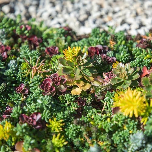 10 in. x 20 in. Sedum Groundcover Mat, Non-toxic Hardy Stonecrop for Landscaping, Live Succulents, Pet Friendly Plants for Cats & Dogs, Drought Resilient, Easy Care - Image 2