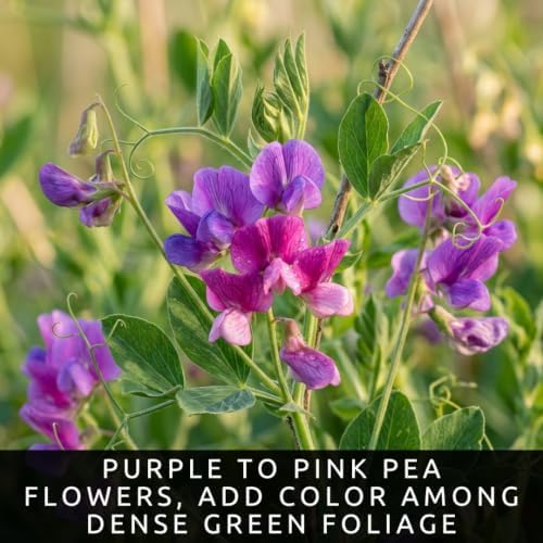 50 Austrian Winter Pea Seeds | Cool Season Cover Crop Seeds for Planting - Image 3