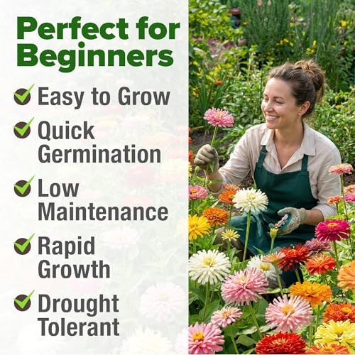 HOME GROWN Zinnia Cactus Mix 5550 Flower Seeds Zinnia elegans - Image 5