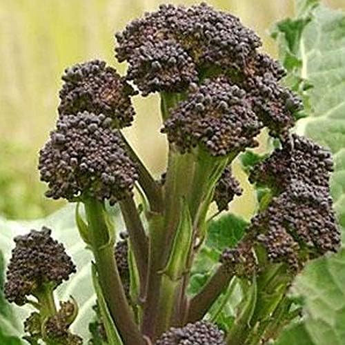 Sustainable Seed Co Early Purple Sprouting Broccoli Seeds 1 g ~250-350 by SustainableSeed