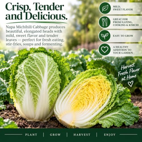 Napa Michihili Cabbage Seeds (Brassica oleracea VAR. capitata) – 1000+ Non-GMO & Heirloom Seeds, Chinese Heading Type, Crisp and Tender Leaves, by Isla’s Garden Seeds, Great Gardening Gift - Image 2