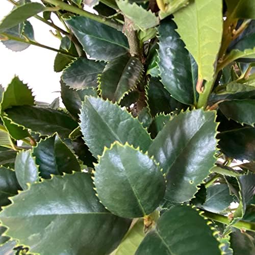 Liberty Holly, Live Evergreen Shrub, 3 Gallon - Image 2