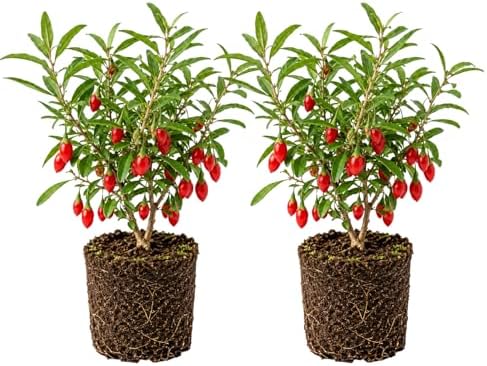 2 Goji Berry Trees Live Plants, Perennial Berry Plant, 6-8 Inch Tall by PlantsSeedsBulbs
