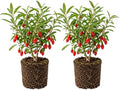 2 Goji Berry Trees Live Plants, Perennial Berry Plant, 6-8 Inch Tall by PlantsSeedsBulbs