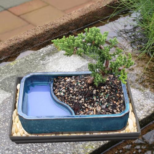Brussel's Bonsai - Medium Juniper Live Bonsai Tree with Tray, Indoor Plant - Image 6