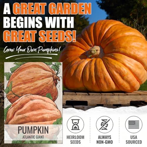 Seed Needs Atlantic Giant Pumpkin Seeds to Plant Vegetables - 5 Packs - Image 2