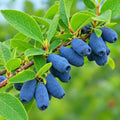 Boreal Beast Honeyberry (Haskap) Shrub - 6-12" Tall Live Plant by Unknown