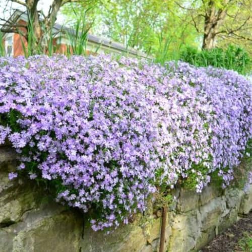Blue Creeping Phlox Live Plant, Perennial Ground Cover, 3-7" Tall in Pot - Image 5
