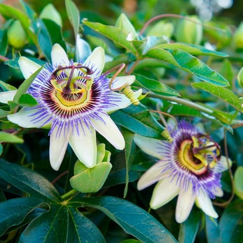 Blue Caerulea Passiflora (Passion Flower) Live Plant | 5-9" Tall | Hardy Zone 6-9 | Fast-Growing Indoor/Outdoor Climbing Vine for Trellis & Patio | Exotic Butterfly Attractor - Image 3