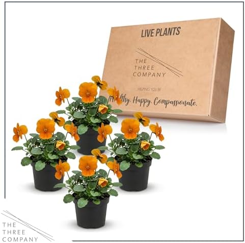 Pansy - Orange (4 Pack), Live Winter Flowering Annual, Beautiful Winter Color, 6" Tall by 4" Wide in 1 Pt Pot - Image 5