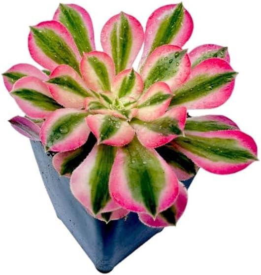 Aeonium Pink Witch Live Succulent (4" Plant Pot), Succulents Plants Live, Succulent Plants Fully Rooted, Rare House Plant for Home Office Decoration, DIY Projects, Party Favor Gift - Image 5