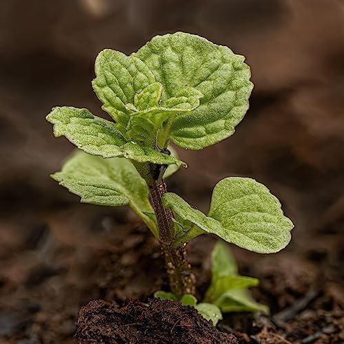 Seed Needs Spearmint Seeds to Plant an Herb Garden - 1 Pack - Image 5