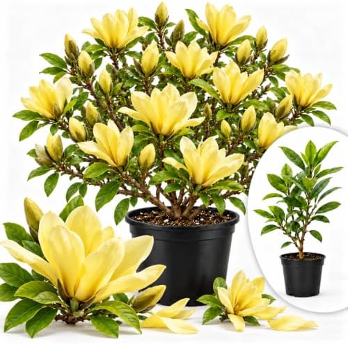 Yellow Magnolia Flower Tree Live Plant, Outdoor Landscape Tree, 2.5'' Pot by GardenNurserySince1996