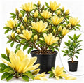 Yellow Magnolia Flower Tree Live Plant, Outdoor Landscape Tree, 2.5'' Pot by GardenNurserySince1996
