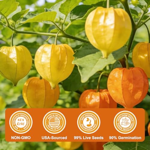 3000+ Ground Cherry Seeds for Planting, Vegetable Garden Heirloom Seeds - Image 3