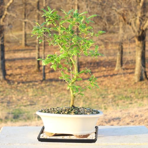 Brussel's Bonsai - Large Live Bonsai Tree, Potted Outdoor Plant - Image 5