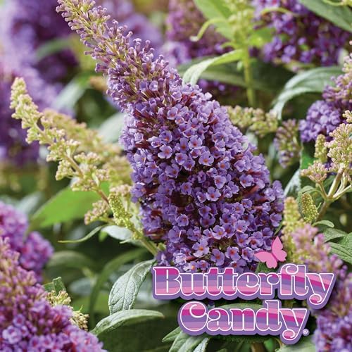 Perfect Plants Li'l Lavender Butterfly Bush, 1 Gallon, Live Plant - Image 5